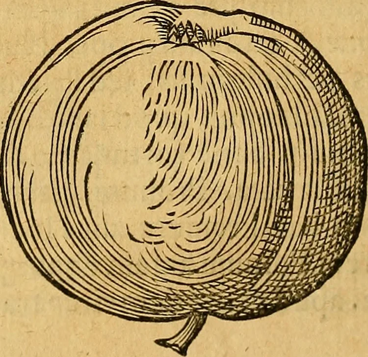 An illustration from Historia novi et admirabilis fontis balneique Bollensis in Ducatu Wirtembergico ad acidulas Goepingenses : mandato illustris. principis ac D.D. Frid. Ducis Vvirtemberg. et Teccensis. Comitis Montisbelig. &c. ac Equ. Ord. Reg. Gall. ad subditorum omniumqu[e] vicinorum & exterorum emolumentum ob vires insignes adornati,, 1598, leaf 401