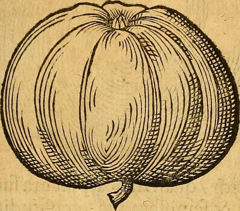 An illustration from Historia novi et admirabilis fontis balneique Bollensis in Ducatu Wirtembergico ad acidulas Goepingenses : mandato illustris. principis ac D.D. Frid. Ducis Vvirtemberg. et Teccensis. Comitis Montisbelig. &c. ac Equ. Ord. Reg. Gall. ad subditorum omniumqu[e] vicinorum & exterorum emolumentum ob vires insignes adornati,, 1598, leaf 402