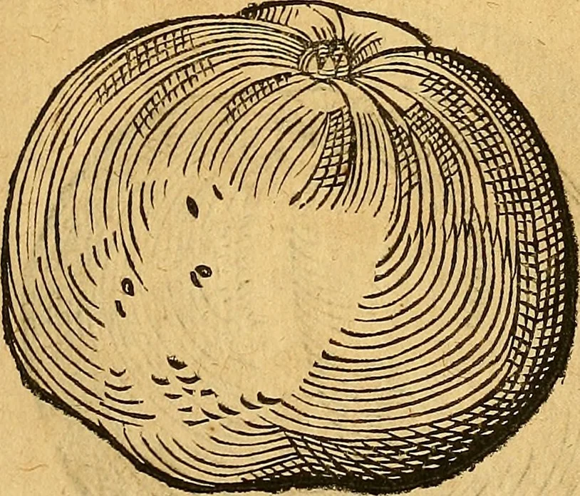 An illustration from Historia novi et admirabilis fontis balneique Bollensis in Ducatu Wirtembergico ad acidulas Goepingenses : mandato illustris. principis ac D.D. Frid. Ducis Vvirtemberg. et Teccensis. Comitis Montisbelig. &c. ac Equ. Ord. Reg. Gall. ad subditorum omniumqu[e] vicinorum & exterorum emolumentum ob vires insignes adornati,, 1598, leaf 402