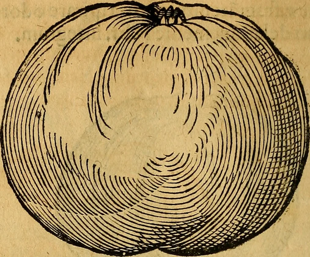 An illustration from Historia novi et admirabilis fontis balneique Bollensis in Ducatu Wirtembergico ad acidulas Goepingenses : mandato illustris. principis ac D.D. Frid. Ducis Vvirtemberg. et Teccensis. Comitis Montisbelig. &c. ac Equ. Ord. Reg. Gall. ad subditorum omniumqu[e] vicinorum & exterorum emolumentum ob vires insignes adornati,, 1598, leaf 403