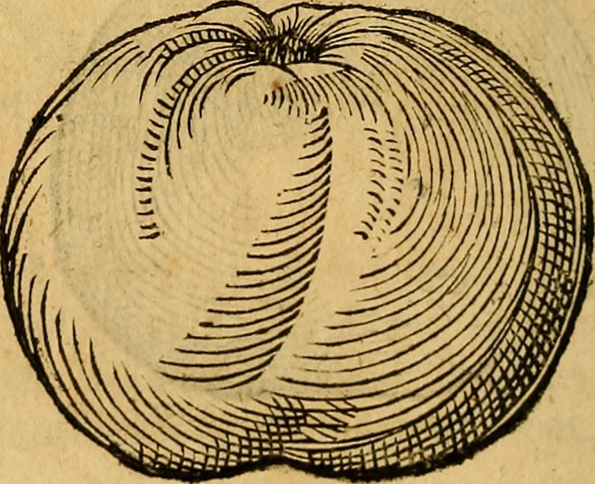 An illustration from Historia novi et admirabilis fontis balneique Bollensis in Ducatu Wirtembergico ad acidulas Goepingenses : mandato illustris. principis ac D.D. Frid. Ducis Vvirtemberg. et Teccensis. Comitis Montisbelig. &c. ac Equ. Ord. Reg. Gall. ad subditorum omniumqu[e] vicinorum & exterorum emolumentum ob vires insignes adornati,, 1598, leaf 403
