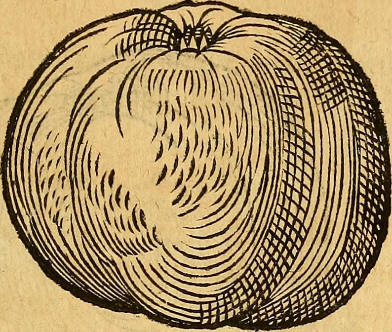 An illustration from Historia novi et admirabilis fontis balneique Bollensis in Ducatu Wirtembergico ad acidulas Goepingenses : mandato illustris. principis ac D.D. Frid. Ducis Vvirtemberg. et Teccensis. Comitis Montisbelig. &c. ac Equ. Ord. Reg. Gall. ad subditorum omniumqu[e] vicinorum & exterorum emolumentum ob vires insignes adornati,, 1598, leaf 404