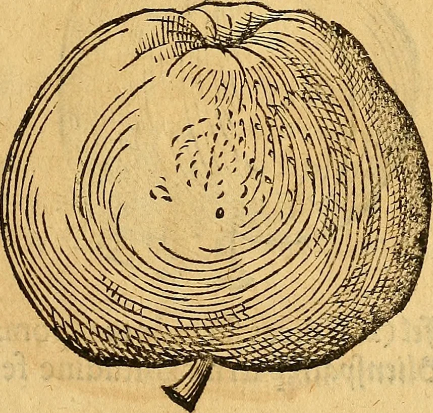 An illustration from Historia novi et admirabilis fontis balneique Bollensis in Ducatu Wirtembergico ad acidulas Goepingenses : mandato illustris. principis ac D.D. Frid. Ducis Vvirtemberg. et Teccensis. Comitis Montisbelig. &c. ac Equ. Ord. Reg. Gall. ad subditorum omniumqu[e] vicinorum & exterorum emolumentum ob vires insignes adornati,, 1598, leaf 404