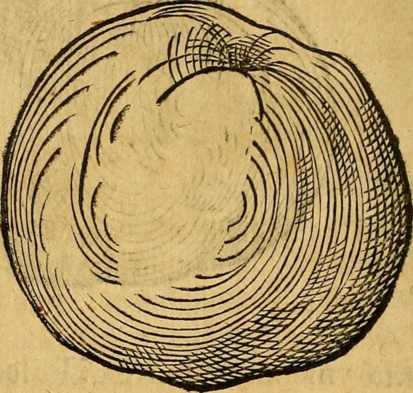 An illustration from Historia novi et admirabilis fontis balneique Bollensis in Ducatu Wirtembergico ad acidulas Goepingenses : mandato illustris. principis ac D.D. Frid. Ducis Vvirtemberg. et Teccensis. Comitis Montisbelig. &c. ac Equ. Ord. Reg. Gall. ad subditorum omniumqu[e] vicinorum & exterorum emolumentum ob vires insignes adornati,, 1598, leaf 405