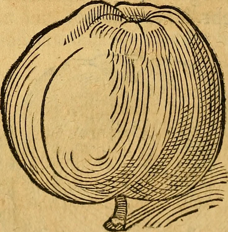 An illustration from Historia novi et admirabilis fontis balneique Bollensis in Ducatu Wirtembergico ad acidulas Goepingenses : mandato illustris. principis ac D.D. Frid. Ducis Vvirtemberg. et Teccensis. Comitis Montisbelig. &c. ac Equ. Ord. Reg. Gall. ad subditorum omniumqu[e] vicinorum & exterorum emolumentum ob vires insignes adornati,, 1598, leaf 405