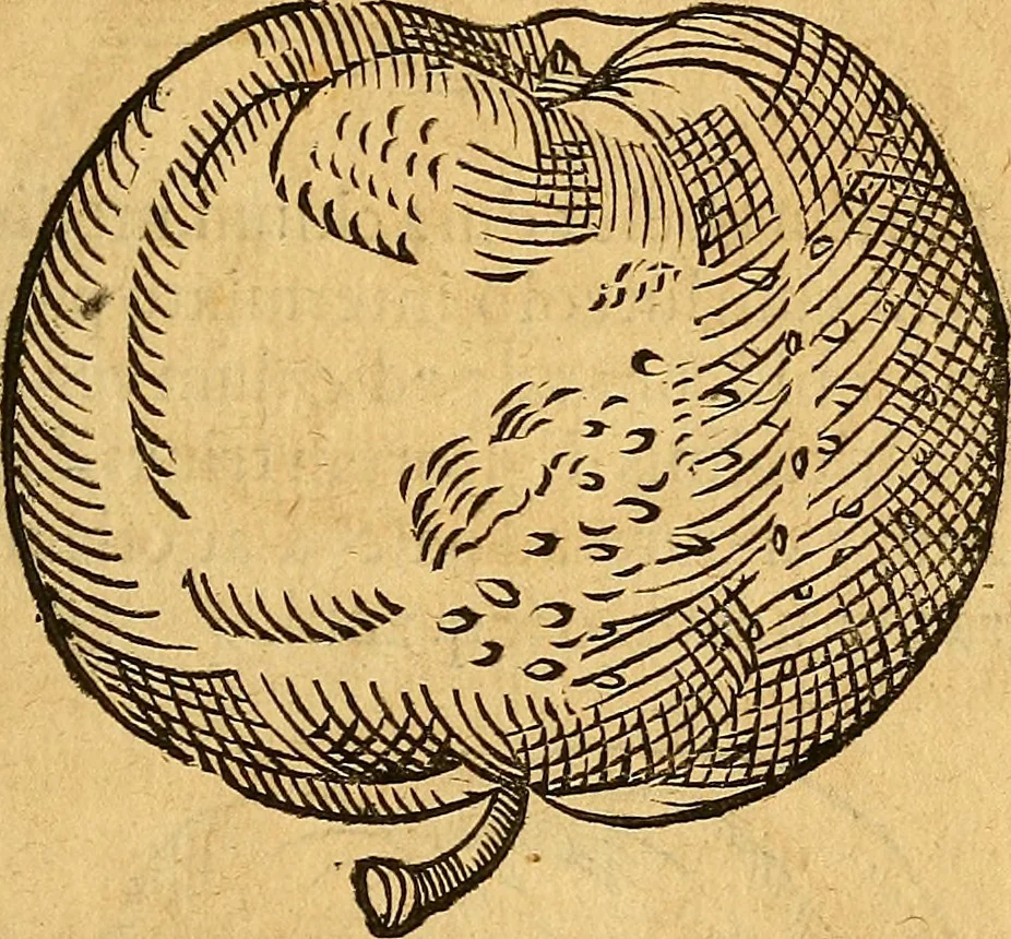 An illustration from Historia novi et admirabilis fontis balneique Bollensis in Ducatu Wirtembergico ad acidulas Goepingenses : mandato illustris. principis ac D.D. Frid. Ducis Vvirtemberg. et Teccensis. Comitis Montisbelig. &c. ac Equ. Ord. Reg. Gall. ad subditorum omniumqu[e] vicinorum & exterorum emolumentum ob vires insignes adornati,, 1598, leaf 406