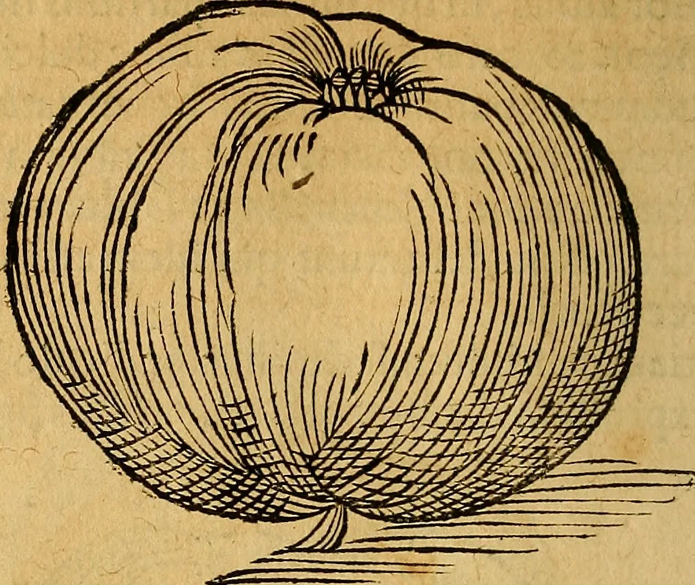 An illustration from Historia novi et admirabilis fontis balneique Bollensis in Ducatu Wirtembergico ad acidulas Goepingenses : mandato illustris. principis ac D.D. Frid. Ducis Vvirtemberg. et Teccensis. Comitis Montisbelig. &c. ac Equ. Ord. Reg. Gall. ad subditorum omniumqu[e] vicinorum & exterorum emolumentum ob vires insignes adornati,, 1598, leaf 407