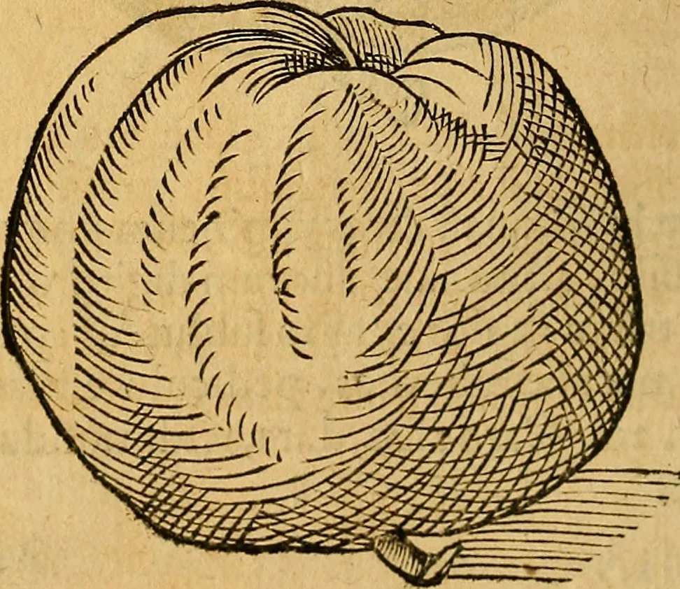 An illustration from Historia novi et admirabilis fontis balneique Bollensis in Ducatu Wirtembergico ad acidulas Goepingenses : mandato illustris. principis ac D.D. Frid. Ducis Vvirtemberg. et Teccensis. Comitis Montisbelig. &c. ac Equ. Ord. Reg. Gall. ad subditorum omniumqu[e] vicinorum & exterorum emolumentum ob vires insignes adornati,, 1598, leaf 407