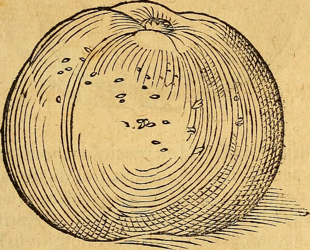 An illustration from Historia novi et admirabilis fontis balneique Bollensis in Ducatu Wirtembergico ad acidulas Goepingenses : mandato illustris. principis ac D.D. Frid. Ducis Vvirtemberg. et Teccensis. Comitis Montisbelig. &c. ac Equ. Ord. Reg. Gall. ad subditorum omniumqu[e] vicinorum & exterorum emolumentum ob vires insignes adornati,, 1598, leaf 408