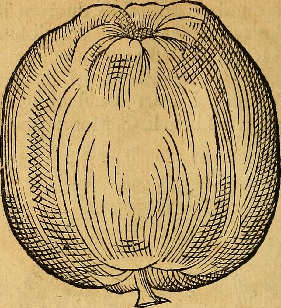 An illustration from Historia novi et admirabilis fontis balneique Bollensis in Ducatu Wirtembergico ad acidulas Goepingenses : mandato illustris. principis ac D.D. Frid. Ducis Vvirtemberg. et Teccensis. Comitis Montisbelig. &c. ac Equ. Ord. Reg. Gall. ad subditorum omniumqu[e] vicinorum & exterorum emolumentum ob vires insignes adornati,, 1598, leaf 409
