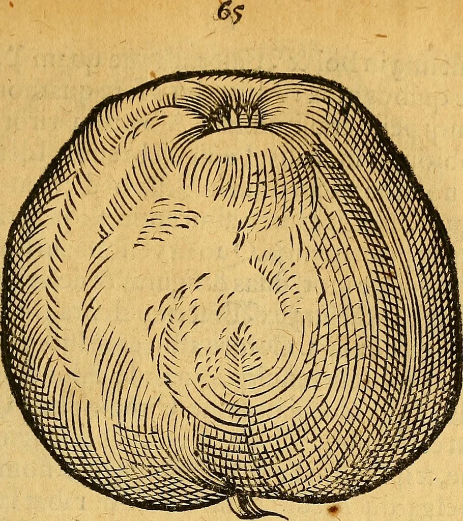 An illustration from Historia novi et admirabilis fontis balneique Bollensis in Ducatu Wirtembergico ad acidulas Goepingenses : mandato illustris. principis ac D.D. Frid. Ducis Vvirtemberg. et Teccensis. Comitis Montisbelig. &c. ac Equ. Ord. Reg. Gall. ad subditorum omniumqu[e] vicinorum & exterorum emolumentum ob vires insignes adornati,, 1598, leaf 410
