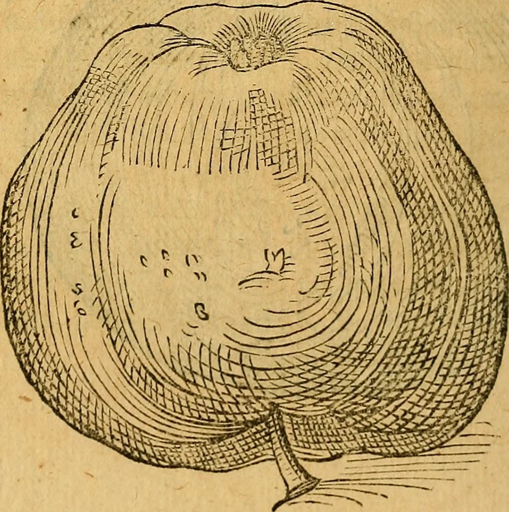 An illustration from Historia novi et admirabilis fontis balneique Bollensis in Ducatu Wirtembergico ad acidulas Goepingenses : mandato illustris. principis ac D.D. Frid. Ducis Vvirtemberg. et Teccensis. Comitis Montisbelig. &c. ac Equ. Ord. Reg. Gall. ad subditorum omniumqu[e] vicinorum & exterorum emolumentum ob vires insignes adornati,, 1598, leaf 411