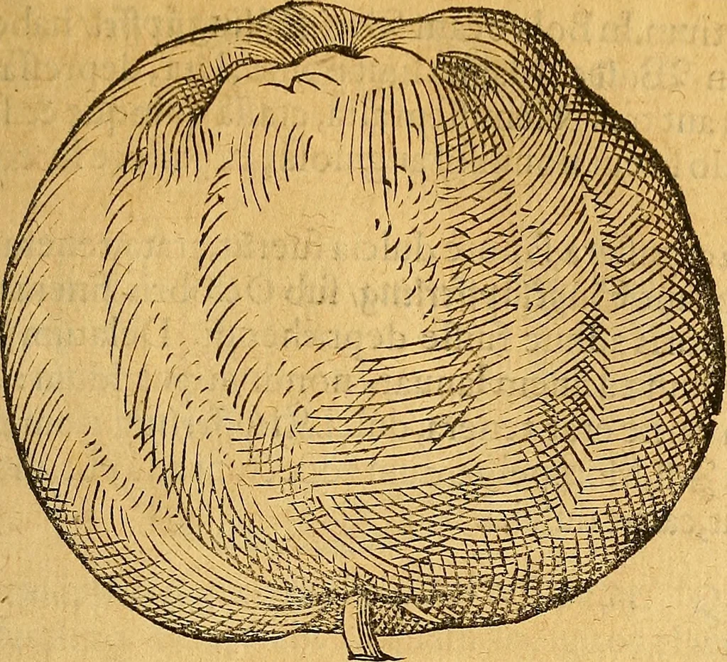 An illustration from Historia novi et admirabilis fontis balneique Bollensis in Ducatu Wirtembergico ad acidulas Goepingenses : mandato illustris. principis ac D.D. Frid. Ducis Vvirtemberg. et Teccensis. Comitis Montisbelig. &c. ac Equ. Ord. Reg. Gall. ad subditorum omniumqu[e] vicinorum & exterorum emolumentum ob vires insignes adornati,, 1598, leaf 412