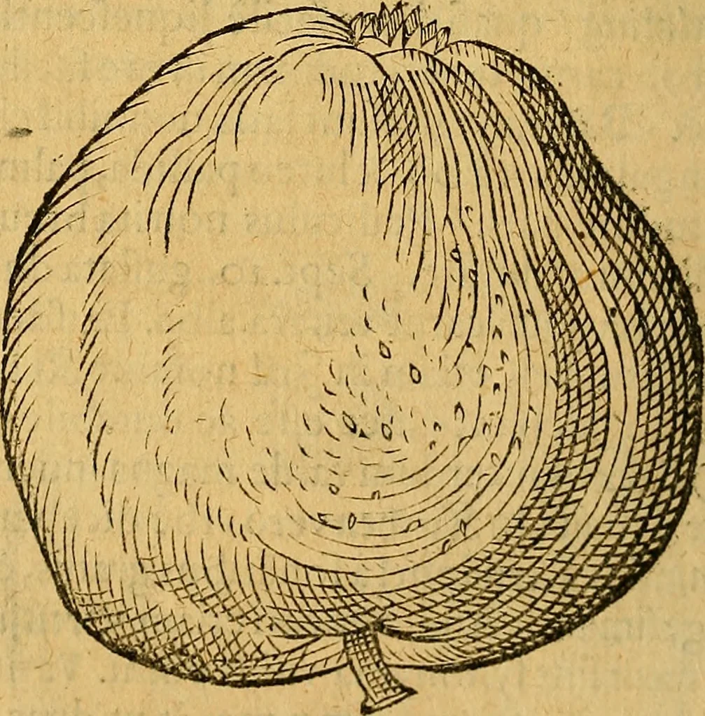 An illustration from Historia novi et admirabilis fontis balneique Bollensis in Ducatu Wirtembergico ad acidulas Goepingenses : mandato illustris. principis ac D.D. Frid. Ducis Vvirtemberg. et Teccensis. Comitis Montisbelig. &c. ac Equ. Ord. Reg. Gall. ad subditorum omniumqu[e] vicinorum & exterorum emolumentum ob vires insignes adornati,, 1598, leaf 413