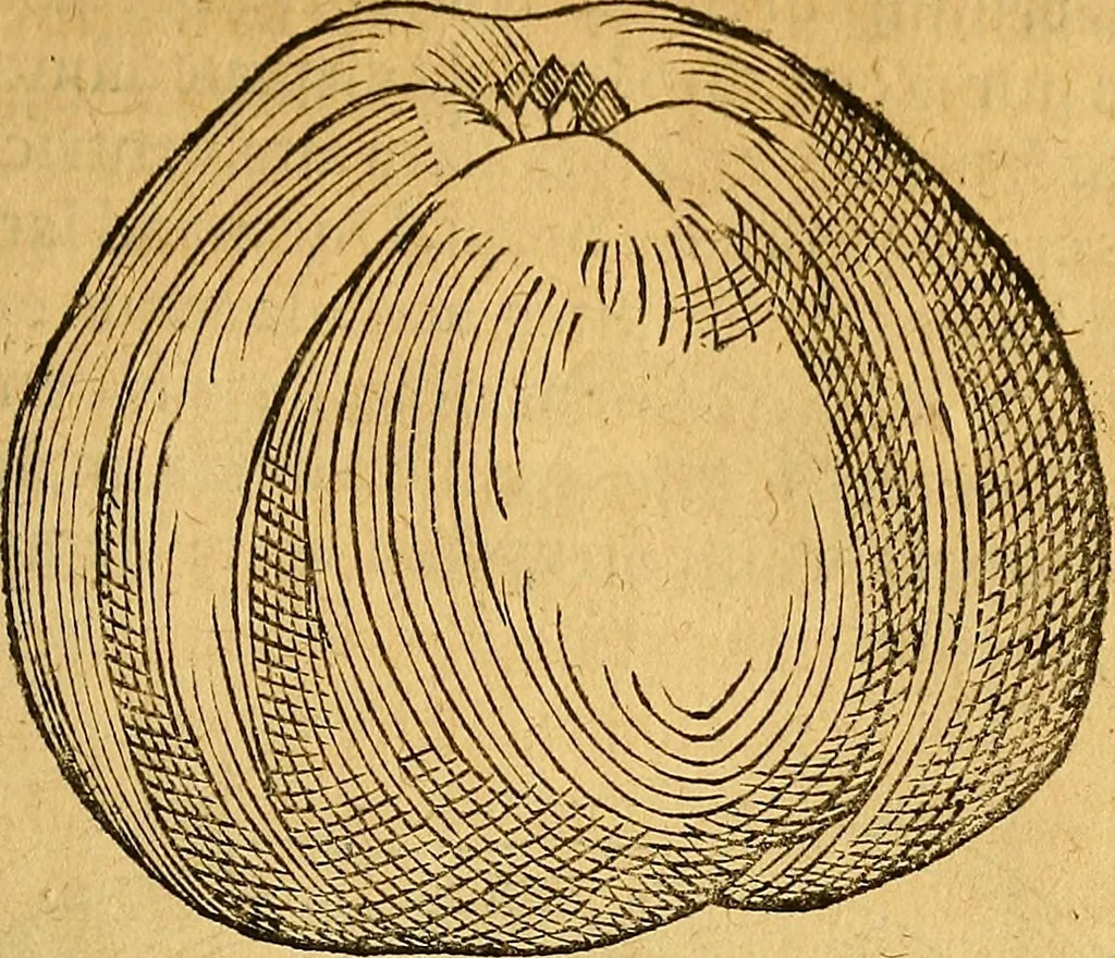An illustration from Historia novi et admirabilis fontis balneique Bollensis in Ducatu Wirtembergico ad acidulas Goepingenses : mandato illustris. principis ac D.D. Frid. Ducis Vvirtemberg. et Teccensis. Comitis Montisbelig. &c. ac Equ. Ord. Reg. Gall. ad subditorum omniumqu[e] vicinorum & exterorum emolumentum ob vires insignes adornati,, 1598, leaf 414