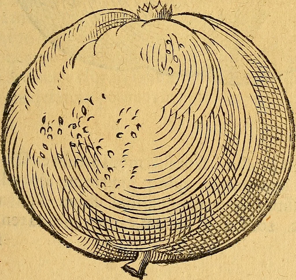 An illustration from Historia novi et admirabilis fontis balneique Bollensis in Ducatu Wirtembergico ad acidulas Goepingenses : mandato illustris. principis ac D.D. Frid. Ducis Vvirtemberg. et Teccensis. Comitis Montisbelig. &c. ac Equ. Ord. Reg. Gall. ad subditorum omniumqu[e] vicinorum & exterorum emolumentum ob vires insignes adornati,, 1598, leaf 414