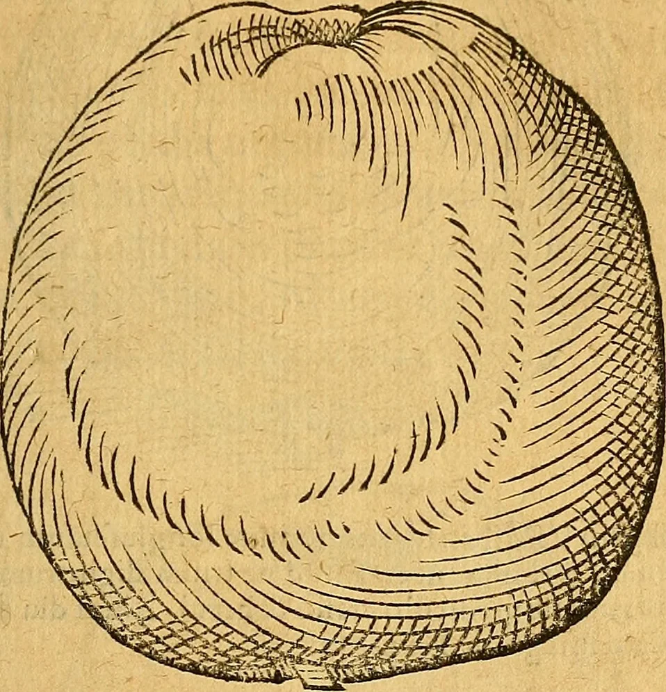 An illustration from Historia novi et admirabilis fontis balneique Bollensis in Ducatu Wirtembergico ad acidulas Goepingenses : mandato illustris. principis ac D.D. Frid. Ducis Vvirtemberg. et Teccensis. Comitis Montisbelig. &c. ac Equ. Ord. Reg. Gall. ad subditorum omniumqu[e] vicinorum & exterorum emolumentum ob vires insignes adornati,, 1598, leaf 416