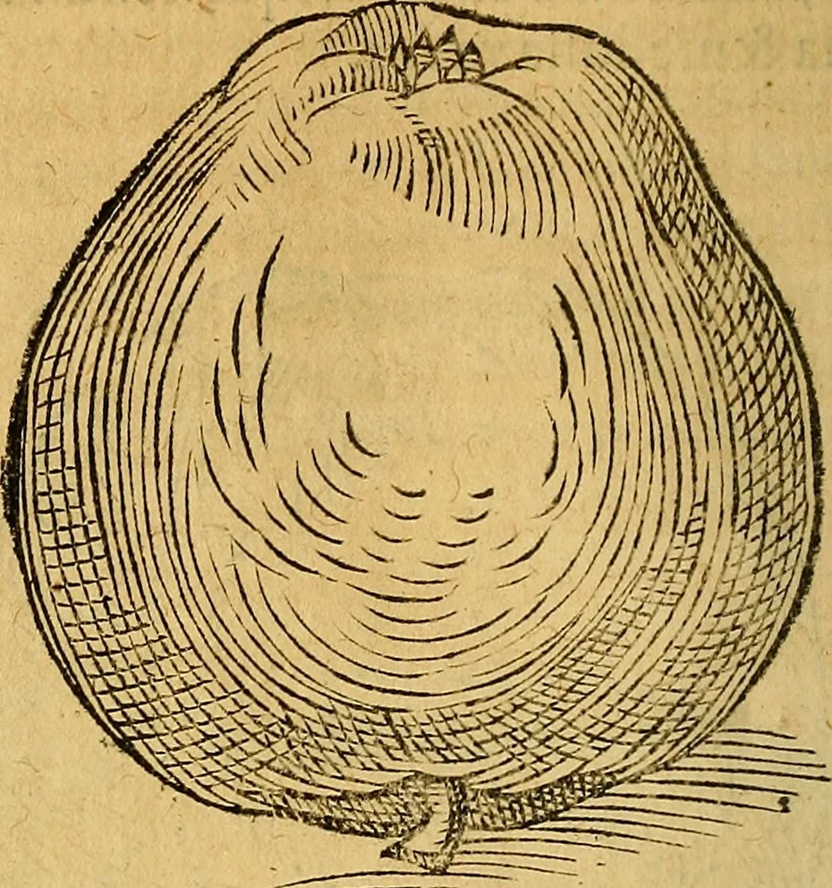 An illustration from Historia novi et admirabilis fontis balneique Bollensis in Ducatu Wirtembergico ad acidulas Goepingenses : mandato illustris. principis ac D.D. Frid. Ducis Vvirtemberg. et Teccensis. Comitis Montisbelig. &c. ac Equ. Ord. Reg. Gall. ad subditorum omniumqu[e] vicinorum & exterorum emolumentum ob vires insignes adornati,, 1598, leaf 417