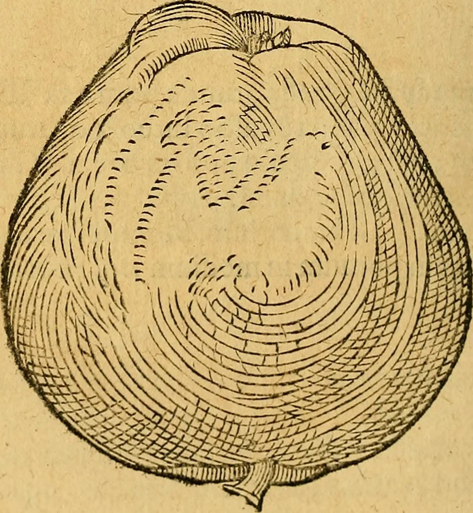 An illustration from Historia novi et admirabilis fontis balneique Bollensis in Ducatu Wirtembergico ad acidulas Goepingenses : mandato illustris. principis ac D.D. Frid. Ducis Vvirtemberg. et Teccensis. Comitis Montisbelig. &c. ac Equ. Ord. Reg. Gall. ad subditorum omniumqu[e] vicinorum & exterorum emolumentum ob vires insignes adornati,, 1598, leaf 417