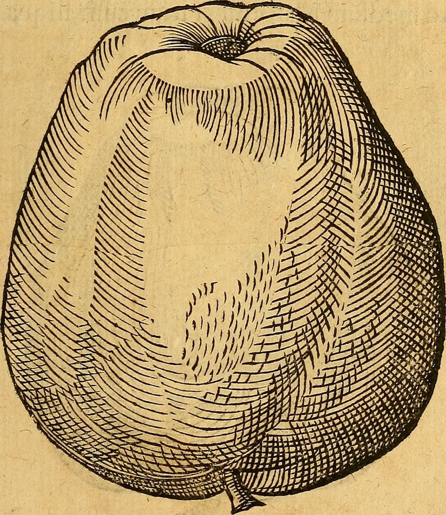 An illustration from Historia novi et admirabilis fontis balneique Bollensis in Ducatu Wirtembergico ad acidulas Goepingenses : mandato illustris. principis ac D.D. Frid. Ducis Vvirtemberg. et Teccensis. Comitis Montisbelig. &c. ac Equ. Ord. Reg. Gall. ad subditorum omniumqu[e] vicinorum & exterorum emolumentum ob vires insignes adornati,, 1598, leaf 418