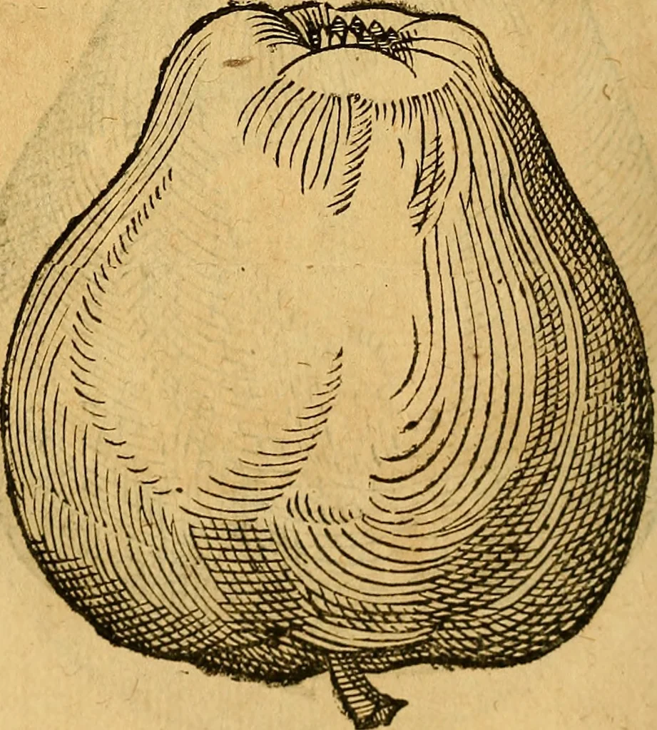 An illustration from Historia novi et admirabilis fontis balneique Bollensis in Ducatu Wirtembergico ad acidulas Goepingenses : mandato illustris. principis ac D.D. Frid. Ducis Vvirtemberg. et Teccensis. Comitis Montisbelig. &c. ac Equ. Ord. Reg. Gall. ad subditorum omniumqu[e] vicinorum & exterorum emolumentum ob vires insignes adornati,, 1598, leaf 419