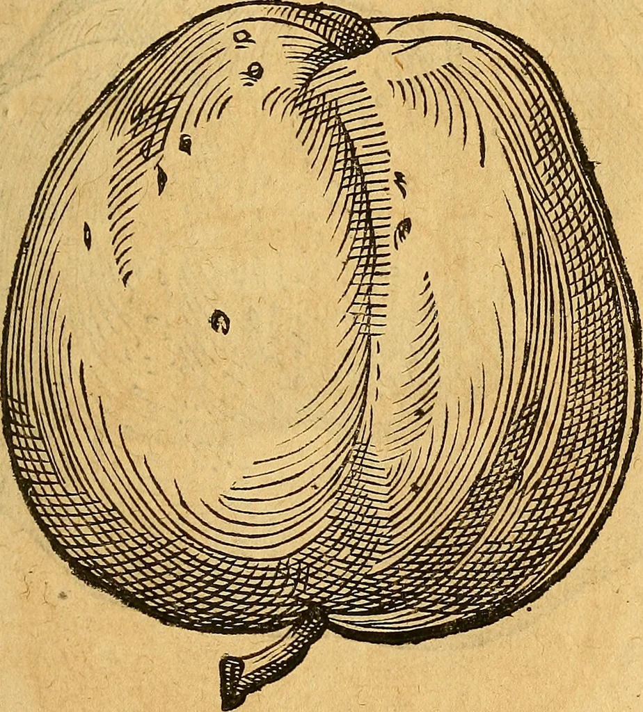 An illustration from Historia novi et admirabilis fontis balneique Bollensis in Ducatu Wirtembergico ad acidulas Goepingenses : mandato illustris. principis ac D.D. Frid. Ducis Vvirtemberg. et Teccensis. Comitis Montisbelig. &c. ac Equ. Ord. Reg. Gall. ad subditorum omniumqu[e] vicinorum & exterorum emolumentum ob vires insignes adornati,, 1598, leaf 420