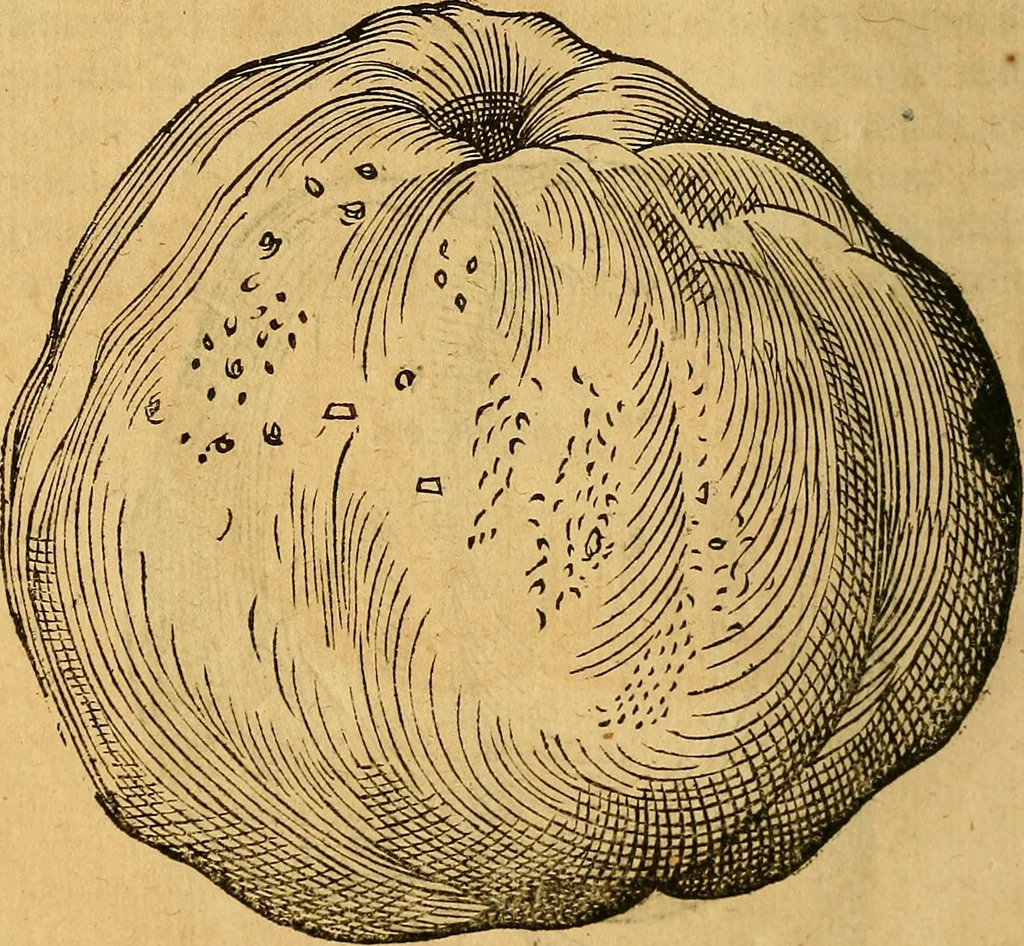 An illustration from Historia novi et admirabilis fontis balneique Bollensis in Ducatu Wirtembergico ad acidulas Goepingenses : mandato illustris. principis ac D.D. Frid. Ducis Vvirtemberg. et Teccensis. Comitis Montisbelig. &c. ac Equ. Ord. Reg. Gall. ad subditorum omniumqu[e] vicinorum & exterorum emolumentum ob vires insignes adornati,, 1598, leaf 421