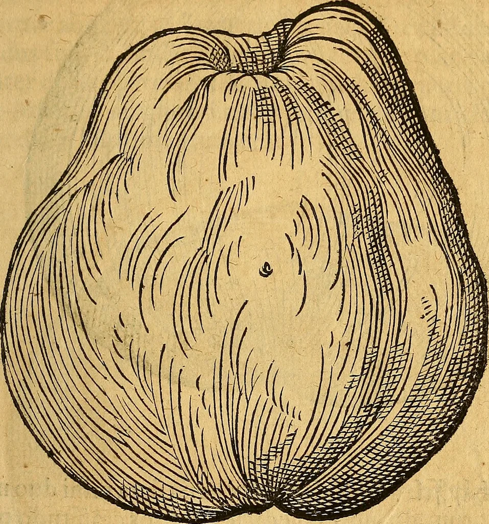 An illustration from Historia novi et admirabilis fontis balneique Bollensis in Ducatu Wirtembergico ad acidulas Goepingenses : mandato illustris. principis ac D.D. Frid. Ducis Vvirtemberg. et Teccensis. Comitis Montisbelig. &c. ac Equ. Ord. Reg. Gall. ad subditorum omniumqu[e] vicinorum & exterorum emolumentum ob vires insignes adornati,, 1598, leaf 422