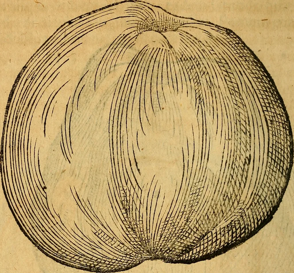 An illustration from Historia novi et admirabilis fontis balneique Bollensis in Ducatu Wirtembergico ad acidulas Goepingenses : mandato illustris. principis ac D.D. Frid. Ducis Vvirtemberg. et Teccensis. Comitis Montisbelig. &c. ac Equ. Ord. Reg. Gall. ad subditorum omniumqu[e] vicinorum & exterorum emolumentum ob vires insignes adornati,, 1598, leaf 423