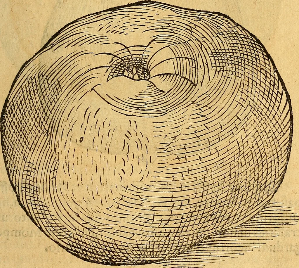 An illustration from Historia novi et admirabilis fontis balneique Bollensis in Ducatu Wirtembergico ad acidulas Goepingenses : mandato illustris. principis ac D.D. Frid. Ducis Vvirtemberg. et Teccensis. Comitis Montisbelig. &c. ac Equ. Ord. Reg. Gall. ad subditorum omniumqu[e] vicinorum & exterorum emolumentum ob vires insignes adornati,, 1598, leaf 424