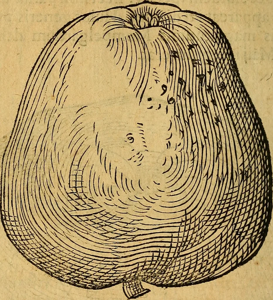 An illustration from Historia novi et admirabilis fontis balneique Bollensis in Ducatu Wirtembergico ad acidulas Goepingenses : mandato illustris. principis ac D.D. Frid. Ducis Vvirtemberg. et Teccensis. Comitis Montisbelig. &c. ac Equ. Ord. Reg. Gall. ad subditorum omniumqu[e] vicinorum & exterorum emolumentum ob vires insignes adornati,, 1598, leaf 425