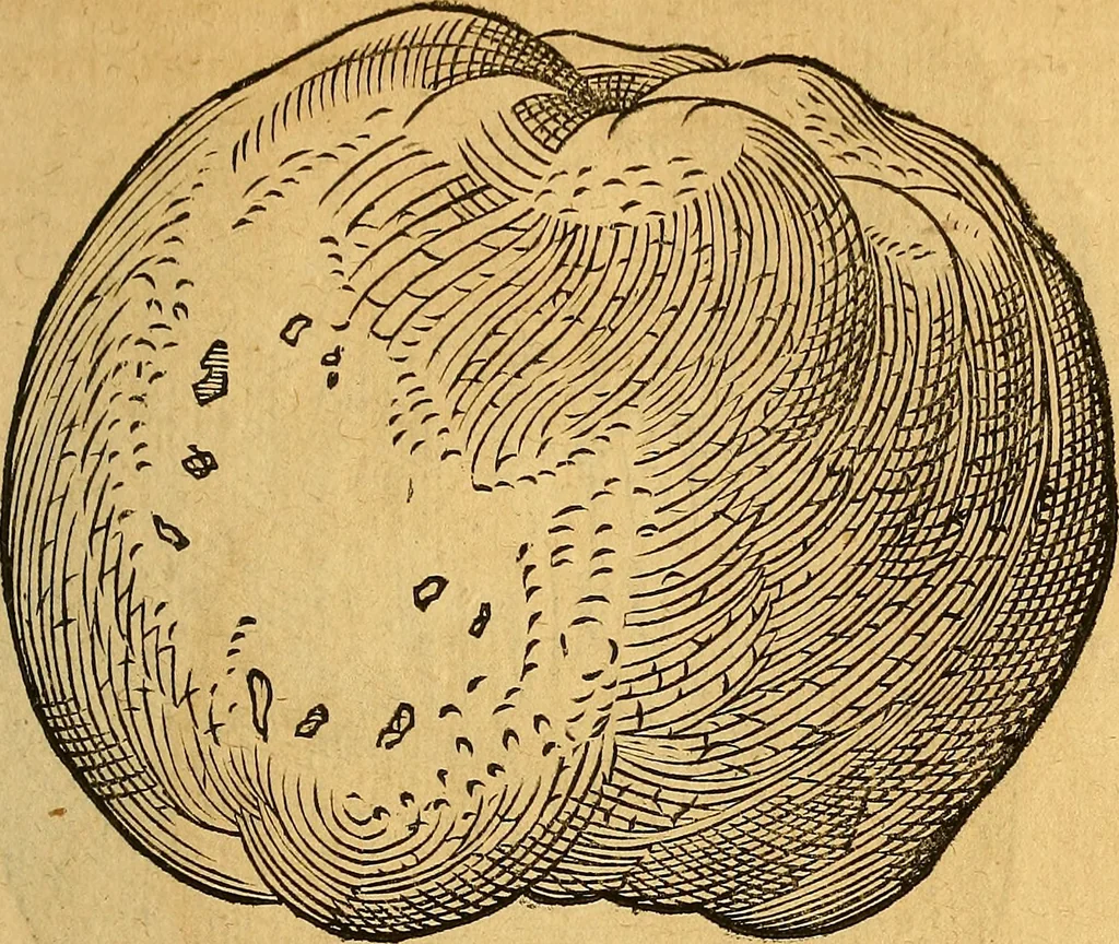 An illustration from Historia novi et admirabilis fontis balneique Bollensis in Ducatu Wirtembergico ad acidulas Goepingenses : mandato illustris. principis ac D.D. Frid. Ducis Vvirtemberg. et Teccensis. Comitis Montisbelig. &c. ac Equ. Ord. Reg. Gall. ad subditorum omniumqu[e] vicinorum & exterorum emolumentum ob vires insignes adornati,, 1598, leaf 426