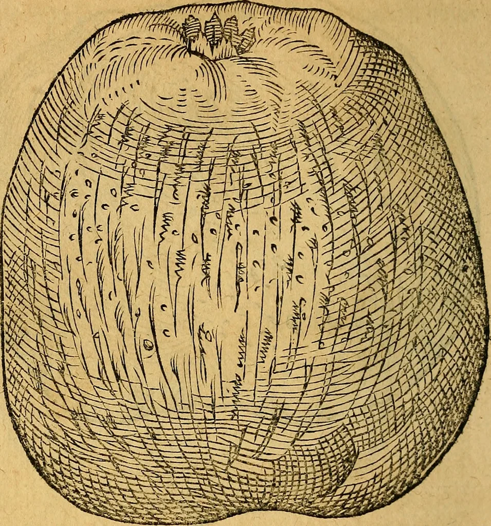 An illustration from Historia novi et admirabilis fontis balneique Bollensis in Ducatu Wirtembergico ad acidulas Goepingenses : mandato illustris. principis ac D.D. Frid. Ducis Vvirtemberg. et Teccensis. Comitis Montisbelig. &c. ac Equ. Ord. Reg. Gall. ad subditorum omniumqu[e] vicinorum & exterorum emolumentum ob vires insignes adornati,, 1598, leaf 427
