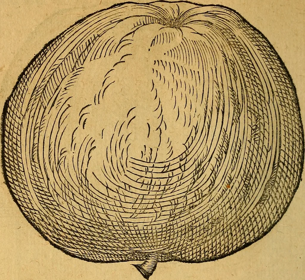 An illustration from Historia novi et admirabilis fontis balneique Bollensis in Ducatu Wirtembergico ad acidulas Goepingenses : mandato illustris. principis ac D.D. Frid. Ducis Vvirtemberg. et Teccensis. Comitis Montisbelig. &c. ac Equ. Ord. Reg. Gall. ad subditorum omniumqu[e] vicinorum & exterorum emolumentum ob vires insignes adornati,, 1598, leaf 429