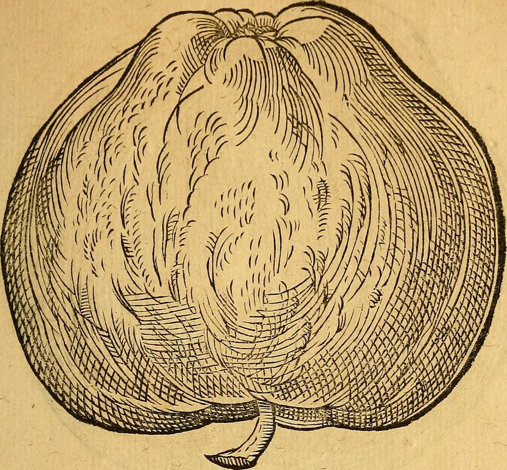 An illustration from Historia novi et admirabilis fontis balneique Bollensis in Ducatu Wirtembergico ad acidulas Goepingenses : mandato illustris. principis ac D.D. Frid. Ducis Vvirtemberg. et Teccensis. Comitis Montisbelig. &c. ac Equ. Ord. Reg. Gall. ad subditorum omniumqu[e] vicinorum & exterorum emolumentum ob vires insignes adornati,, 1598, leaf 430