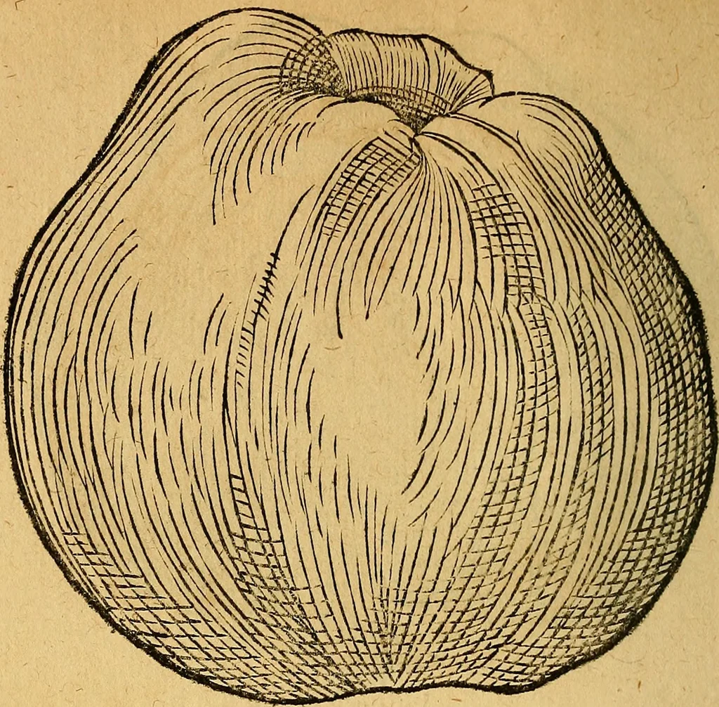 An illustration from Historia novi et admirabilis fontis balneique Bollensis in Ducatu Wirtembergico ad acidulas Goepingenses : mandato illustris. principis ac D.D. Frid. Ducis Vvirtemberg. et Teccensis. Comitis Montisbelig. &c. ac Equ. Ord. Reg. Gall. ad subditorum omniumqu[e] vicinorum & exterorum emolumentum ob vires insignes adornati,, 1598, leaf 431