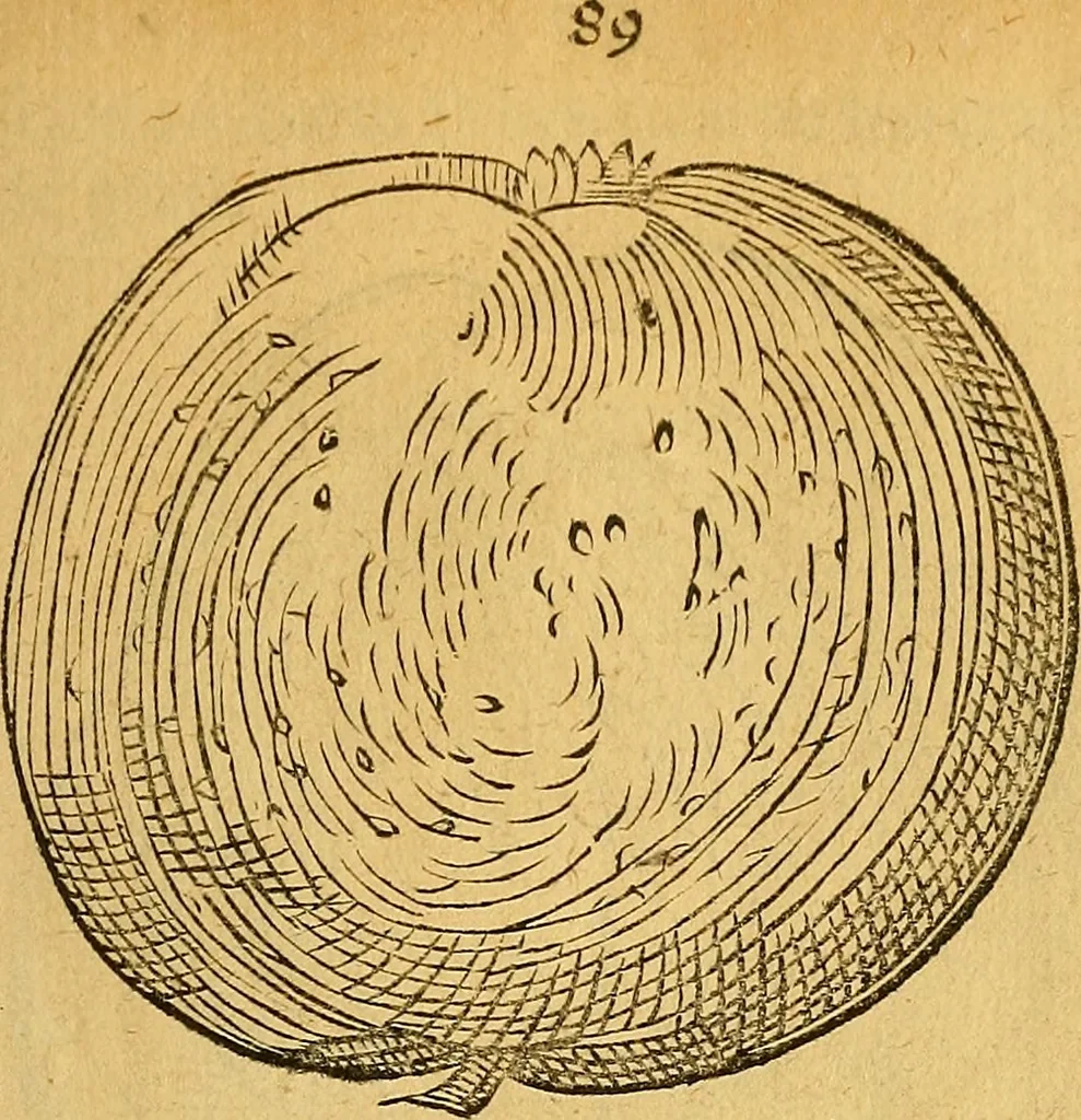 An illustration from Historia novi et admirabilis fontis balneique Bollensis in Ducatu Wirtembergico ad acidulas Goepingenses : mandato illustris. principis ac D.D. Frid. Ducis Vvirtemberg. et Teccensis. Comitis Montisbelig. &c. ac Equ. Ord. Reg. Gall. ad subditorum omniumqu[e] vicinorum & exterorum emolumentum ob vires insignes adornati,, 1598, leaf 434