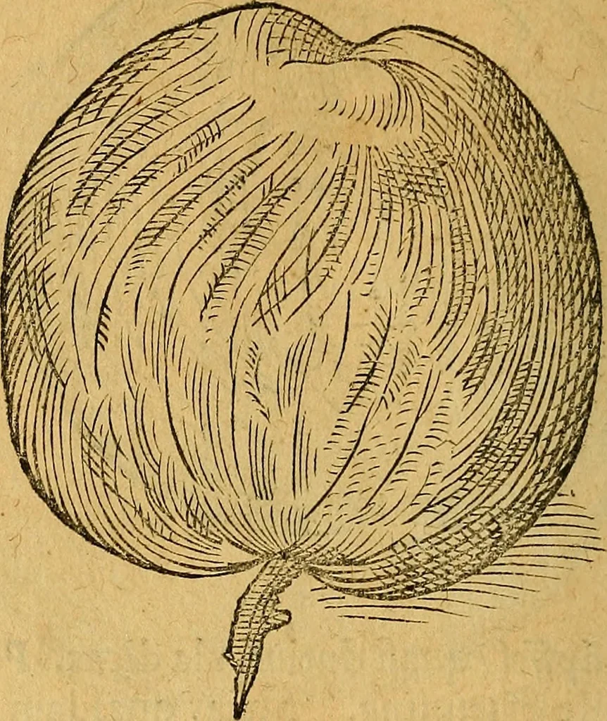 An illustration from Historia novi et admirabilis fontis balneique Bollensis in Ducatu Wirtembergico ad acidulas Goepingenses : mandato illustris. principis ac D.D. Frid. Ducis Vvirtemberg. et Teccensis. Comitis Montisbelig. &c. ac Equ. Ord. Reg. Gall. ad subditorum omniumqu[e] vicinorum & exterorum emolumentum ob vires insignes adornati,, 1598, leaf 435