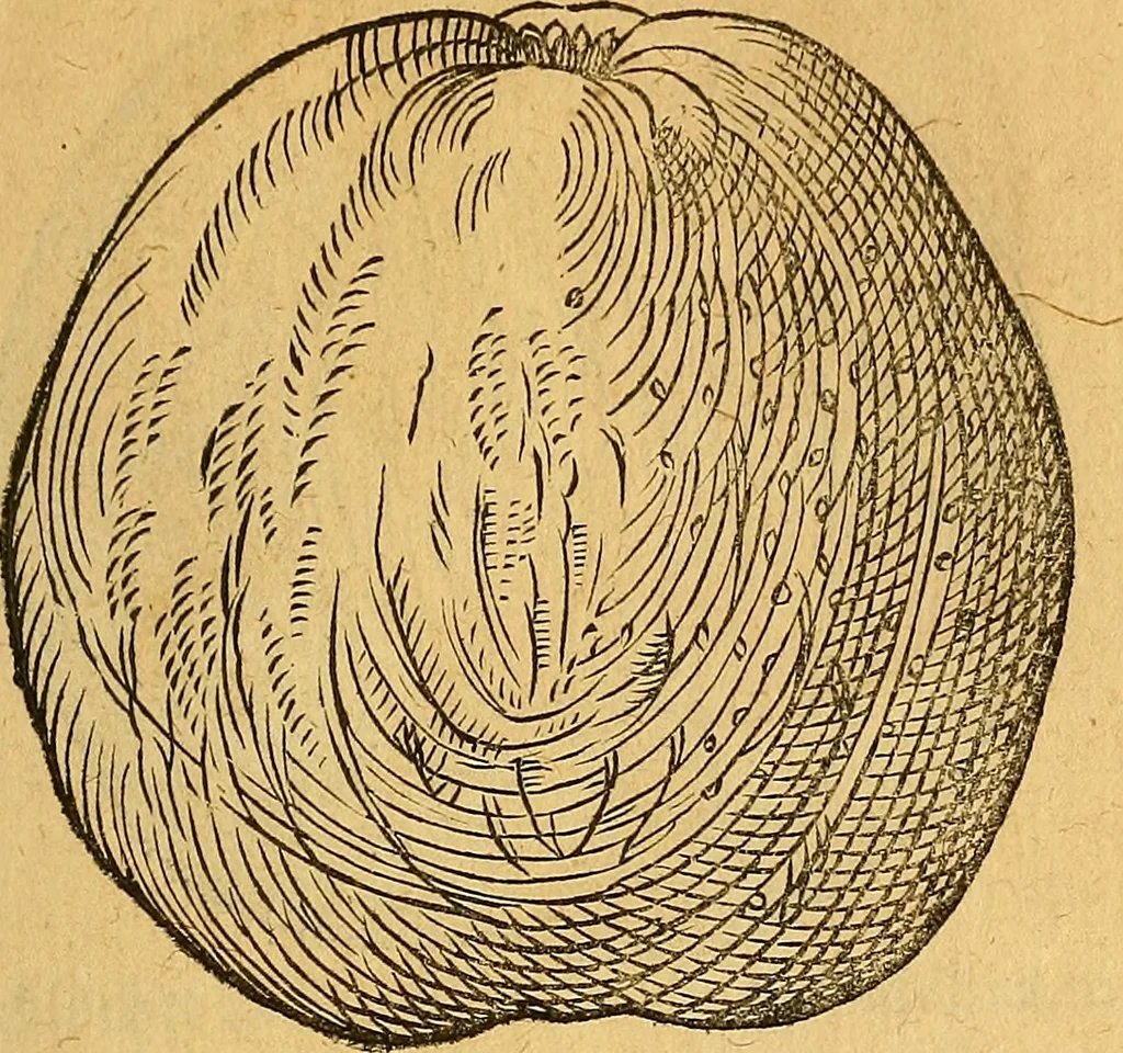 An illustration from Historia novi et admirabilis fontis balneique Bollensis in Ducatu Wirtembergico ad acidulas Goepingenses : mandato illustris. principis ac D.D. Frid. Ducis Vvirtemberg. et Teccensis. Comitis Montisbelig. &c. ac Equ. Ord. Reg. Gall. ad subditorum omniumqu[e] vicinorum & exterorum emolumentum ob vires insignes adornati,, 1598, leaf 436