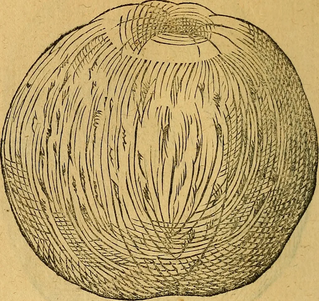 An illustration from Historia novi et admirabilis fontis balneique Bollensis in Ducatu Wirtembergico ad acidulas Goepingenses : mandato illustris. principis ac D.D. Frid. Ducis Vvirtemberg. et Teccensis. Comitis Montisbelig. &c. ac Equ. Ord. Reg. Gall. ad subditorum omniumqu[e] vicinorum & exterorum emolumentum ob vires insignes adornati,, 1598, leaf 437