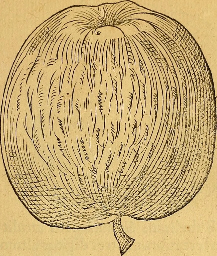 An illustration from Historia novi et admirabilis fontis balneique Bollensis in Ducatu Wirtembergico ad acidulas Goepingenses : mandato illustris. principis ac D.D. Frid. Ducis Vvirtemberg. et Teccensis. Comitis Montisbelig. &c. ac Equ. Ord. Reg. Gall. ad subditorum omniumqu[e] vicinorum & exterorum emolumentum ob vires insignes adornati,, 1598, leaf 438