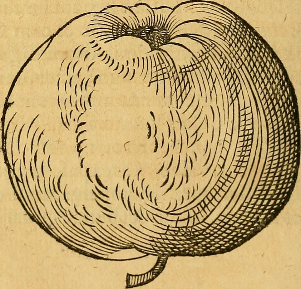 An illustration from Historia novi et admirabilis fontis balneique Bollensis in Ducatu Wirtembergico ad acidulas Goepingenses : mandato illustris. principis ac D.D. Frid. Ducis Vvirtemberg. et Teccensis. Comitis Montisbelig. &c. ac Equ. Ord. Reg. Gall. ad subditorum omniumqu[e] vicinorum & exterorum emolumentum ob vires insignes adornati,, 1598, leaf 439