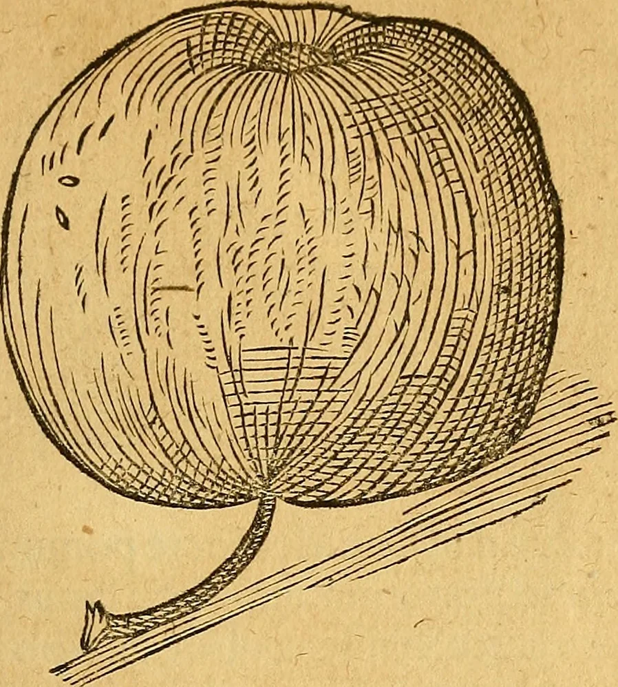 An illustration from Historia novi et admirabilis fontis balneique Bollensis in Ducatu Wirtembergico ad acidulas Goepingenses : mandato illustris. principis ac D.D. Frid. Ducis Vvirtemberg. et Teccensis. Comitis Montisbelig. &c. ac Equ. Ord. Reg. Gall. ad subditorum omniumqu[e] vicinorum & exterorum emolumentum ob vires insignes adornati,, 1598, leaf 440