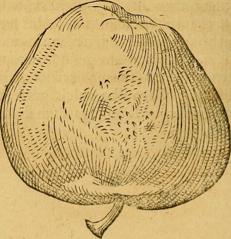 An illustration from Historia novi et admirabilis fontis balneique Bollensis in Ducatu Wirtembergico ad acidulas Goepingenses : mandato illustris. principis ac D.D. Frid. Ducis Vvirtemberg. et Teccensis. Comitis Montisbelig. &c. ac Equ. Ord. Reg. Gall. ad subditorum omniumqu[e] vicinorum & exterorum emolumentum ob vires insignes adornati,, 1598, leaf 441