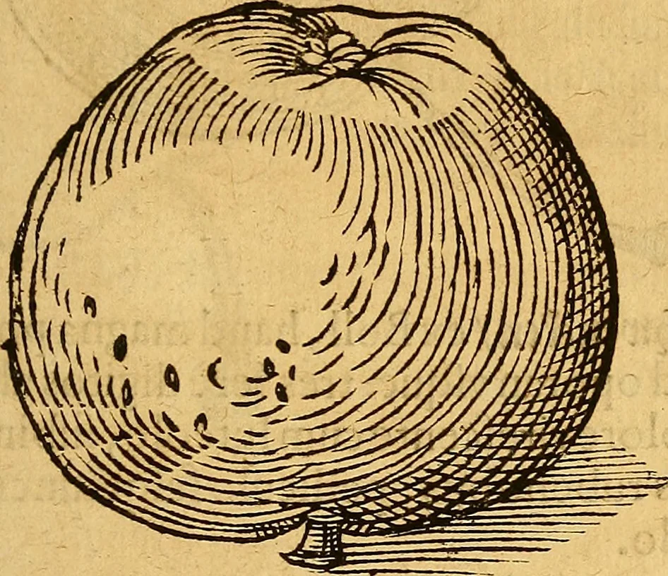An illustration from Historia novi et admirabilis fontis balneique Bollensis in Ducatu Wirtembergico ad acidulas Goepingenses : mandato illustris. principis ac D.D. Frid. Ducis Vvirtemberg. et Teccensis. Comitis Montisbelig. &c. ac Equ. Ord. Reg. Gall. ad subditorum omniumqu[e] vicinorum & exterorum emolumentum ob vires insignes adornati,, 1598, leaf 442
