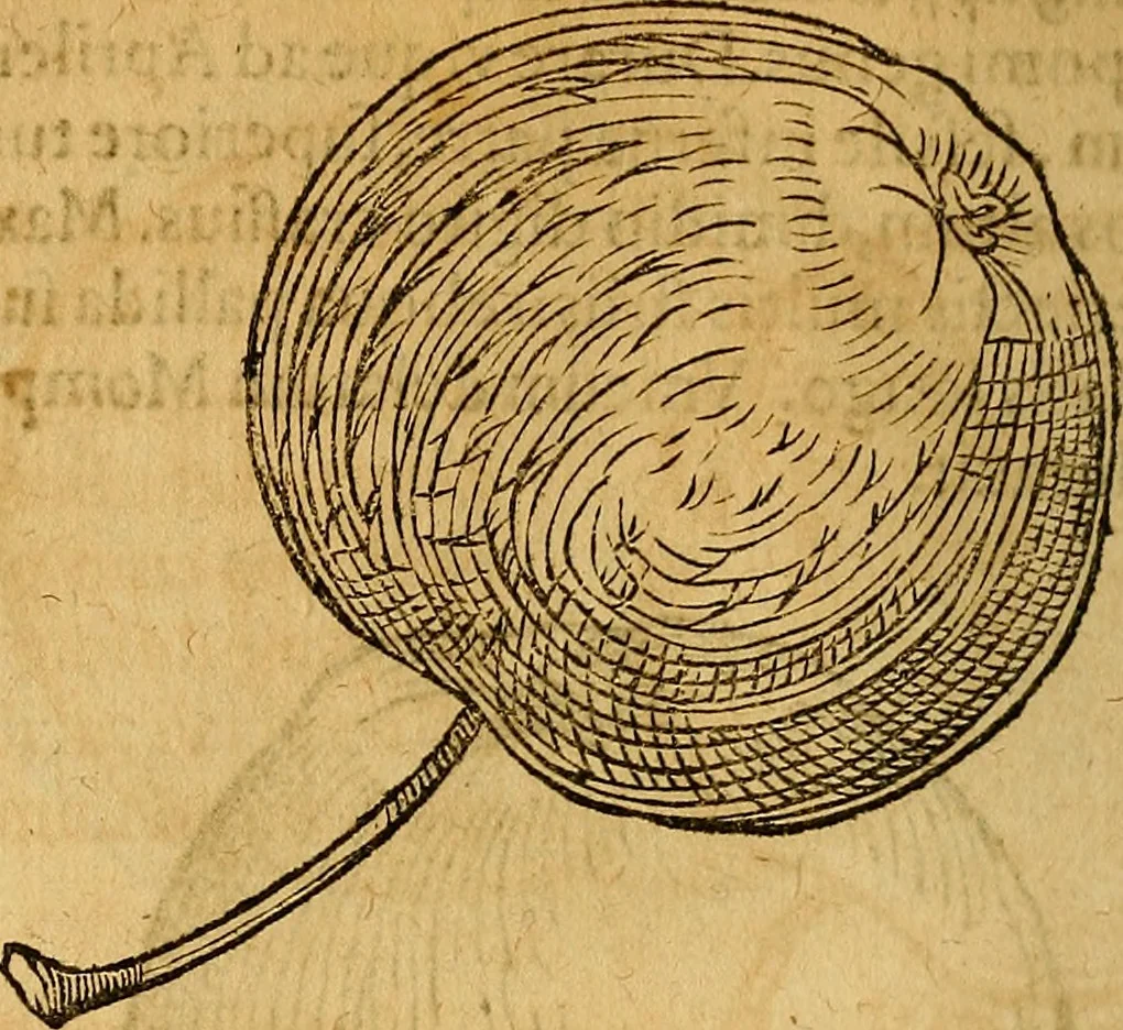 An illustration from Historia novi et admirabilis fontis balneique Bollensis in Ducatu Wirtembergico ad acidulas Goepingenses : mandato illustris. principis ac D.D. Frid. Ducis Vvirtemberg. et Teccensis. Comitis Montisbelig. &c. ac Equ. Ord. Reg. Gall. ad subditorum omniumqu[e] vicinorum & exterorum emolumentum ob vires insignes adornati,, 1598, leaf 443