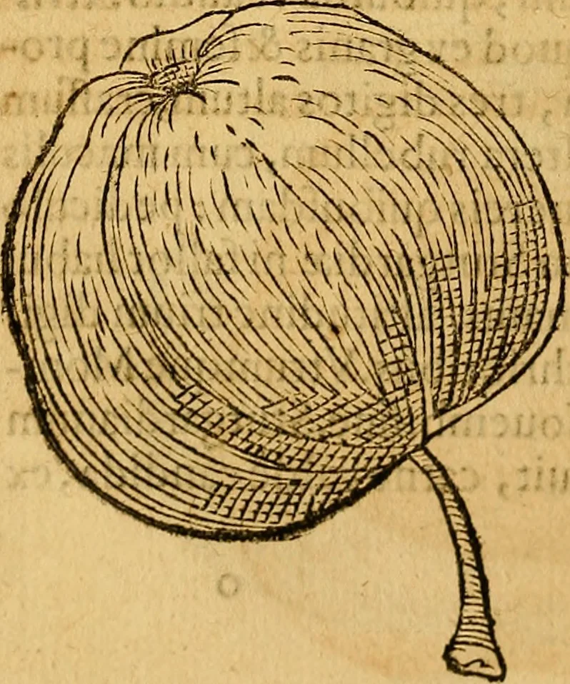 An illustration from Historia novi et admirabilis fontis balneique Bollensis in Ducatu Wirtembergico ad acidulas Goepingenses : mandato illustris. principis ac D.D. Frid. Ducis Vvirtemberg. et Teccensis. Comitis Montisbelig. &c. ac Equ. Ord. Reg. Gall. ad subditorum omniumqu[e] vicinorum & exterorum emolumentum ob vires insignes adornati,, 1598, leaf 443