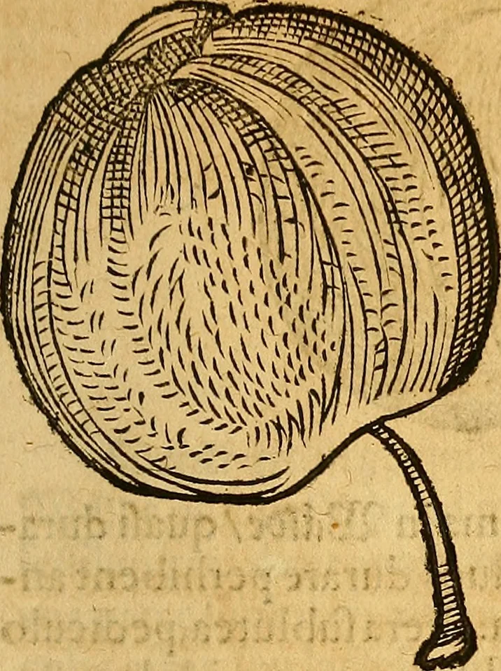 An illustration from Historia novi et admirabilis fontis balneique Bollensis in Ducatu Wirtembergico ad acidulas Goepingenses : mandato illustris. principis ac D.D. Frid. Ducis Vvirtemberg. et Teccensis. Comitis Montisbelig. &c. ac Equ. Ord. Reg. Gall. ad subditorum omniumqu[e] vicinorum & exterorum emolumentum ob vires insignes adornati,, 1598, leaf 444