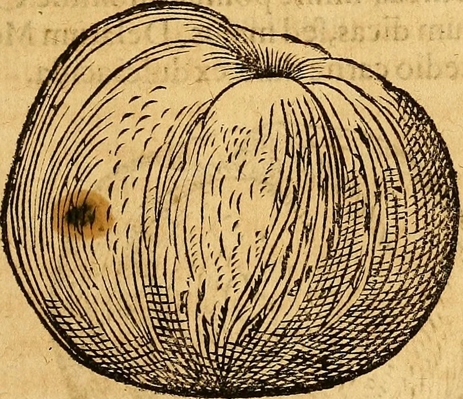 An illustration from Historia novi et admirabilis fontis balneique Bollensis in Ducatu Wirtembergico ad acidulas Goepingenses : mandato illustris. principis ac D.D. Frid. Ducis Vvirtemberg. et Teccensis. Comitis Montisbelig. &c. ac Equ. Ord. Reg. Gall. ad subditorum omniumqu[e] vicinorum & exterorum emolumentum ob vires insignes adornati,, 1598, leaf 444