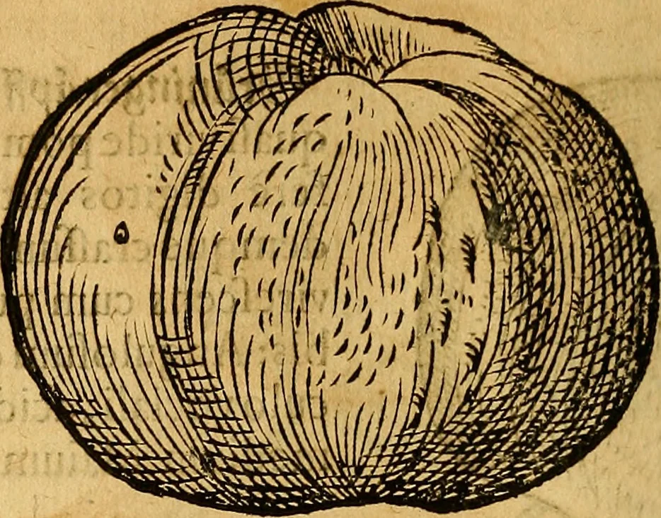 An illustration from Historia novi et admirabilis fontis balneique Bollensis in Ducatu Wirtembergico ad acidulas Goepingenses : mandato illustris. principis ac D.D. Frid. Ducis Vvirtemberg. et Teccensis. Comitis Montisbelig. &c. ac Equ. Ord. Reg. Gall. ad subditorum omniumqu[e] vicinorum & exterorum emolumentum ob vires insignes adornati,, 1598, leaf 445